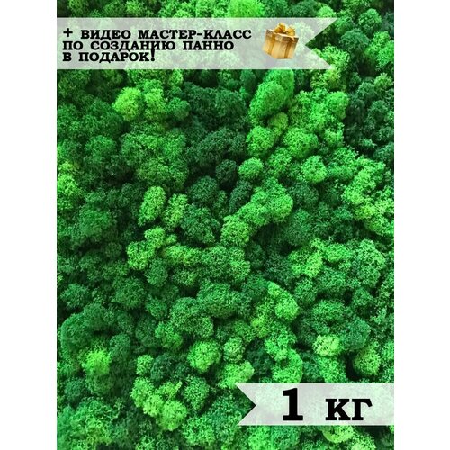 Стабилизированный мох ягель 1 кг зеленый/мох для декора, дизайна, озеленения и флористики/лесной, живой, природный мох для хобби и творчества