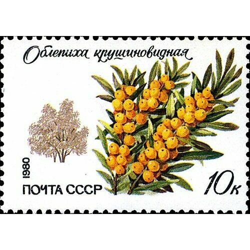 (1980-092) Марка СССР Крушиновидная облепиха  Охраняемые породы деревьев и кустарников III O