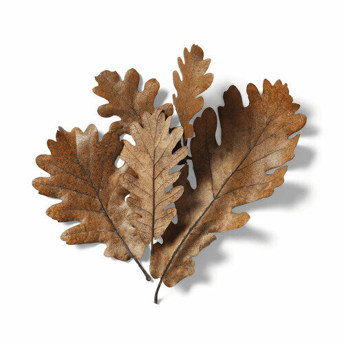 Листья дуба - кормовая добавка для аквариумных креветок раков и крабов 5 листьев 400₽