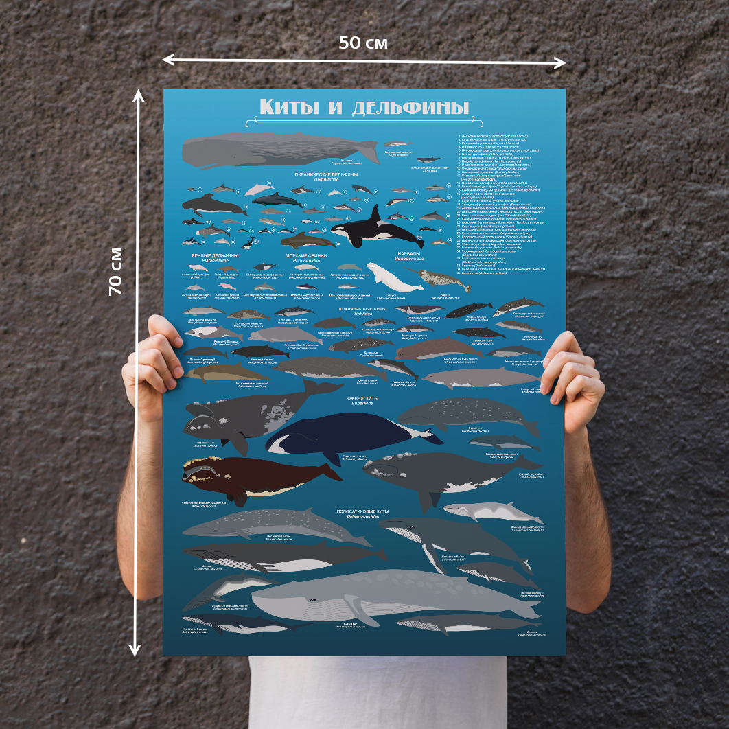 Постер, плакат для интерьера "Киты и дельфины" 70х50
