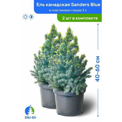 Ель канадская Sanders Blue (Сандерс Блю) 40-60 см в пластиковом горшке 3 л, саженец, хвойное живое растение, комплект из 2 шт можжевельник прибрежный blue pacific блю пацифик 40 60 см в пластиковом горшке 3 л саженец хвойное живое растение комплект из 4 шт
