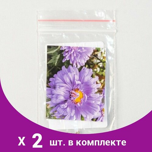 Семена цветов Астра 'Пот Н Патио', Блю, Pan American, 10 шт (2 шт)