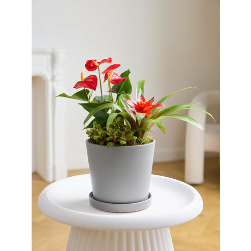 Композиция из растений: антуриум, гузмания, фиттония в бетонном горшке цилиндр Margo plants