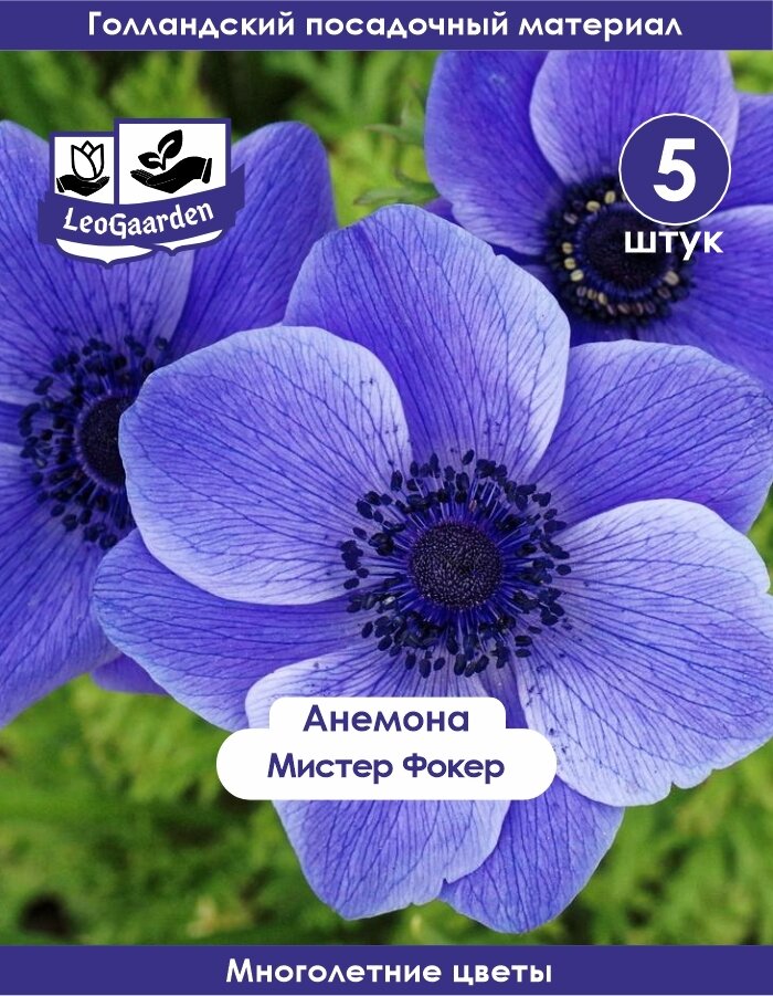 Анемона луковицы Мистер Фокер 5 шт (лг)