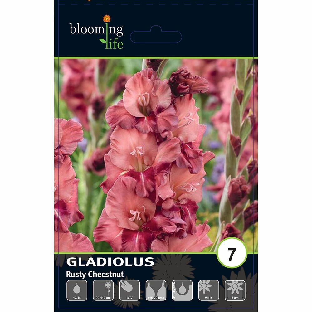 Гладиолус крупноцветковый Расти Чекснат 7 шт