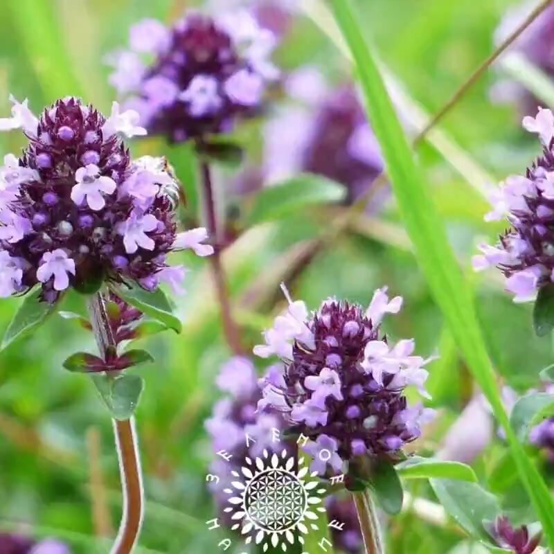 Семена Тимьян овощной - Чабрец - Медок (лат. Thymus L.) 50шт от Green Legacy — фото 1