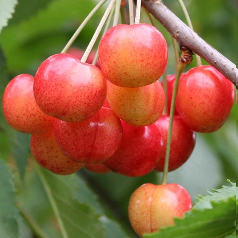 Черешня Орловская розовая саженец