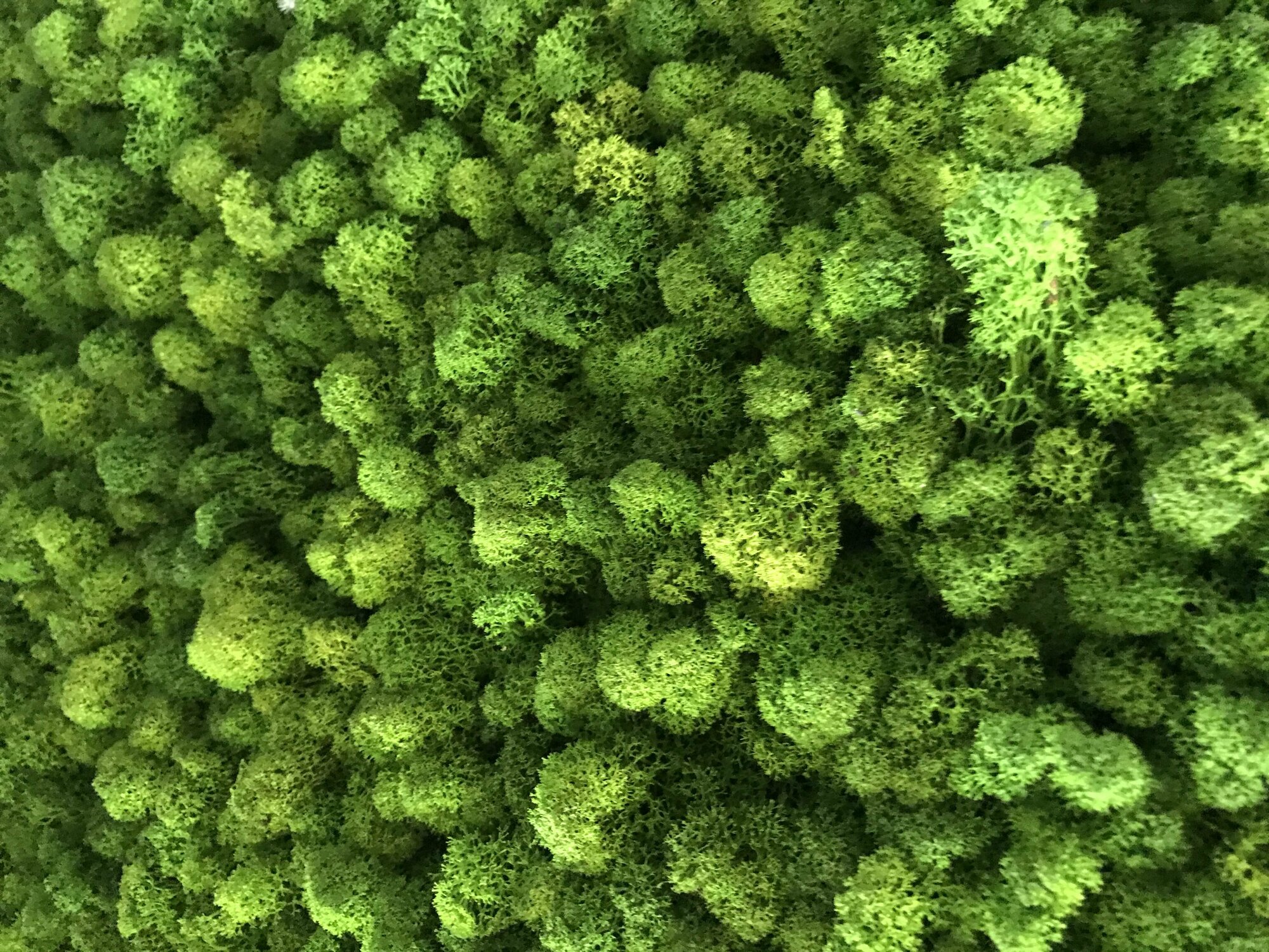 фото Стабилизированный мох ягель 50 гр натуральный зеленый/ мох для поделок, хобби и творчества/ растение для декора стен картин панно фитопанелей