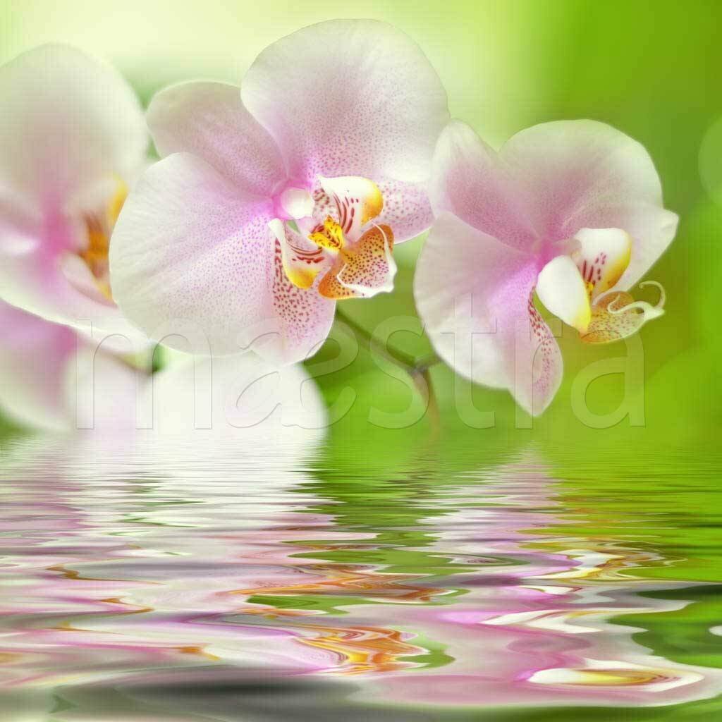 Фотообои Нежно розовая орхидея над водой 275x275 (ВхШ), бесшовные, флизелиновые, MasterFresok арт 10-204