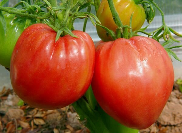Коллекционные семена томата Бычье сердце Легендарный сорт ( от Медведевой)