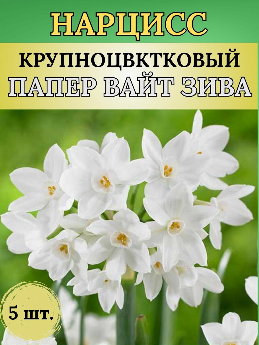 Нарциссы луковицы многолетних цветов 5 штук