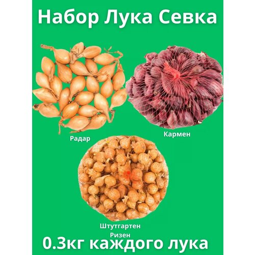 Набор Лук Севок 0.3 кг