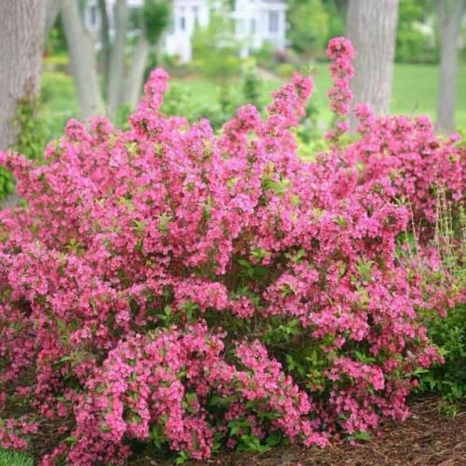 Вейгела Букет Роуз (Weigela florida Buket Rose) / 1 шт ароматный сорт