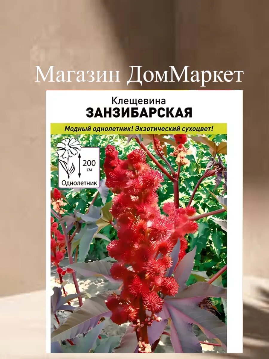 Клещевина Занзибарская 5шт семян цветы от бренда Русский огород