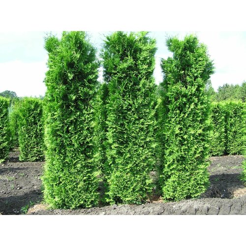 Туя западная Кинг оф Брабант (Thuja occidentalis King of Brabant), саженцы, горшок Р9