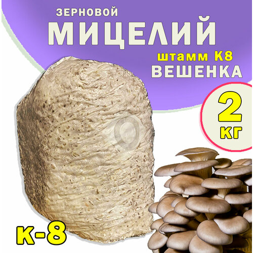 Мицелий вешенки зерновой, семена грибов (штамм К8/А8) - 2 кг