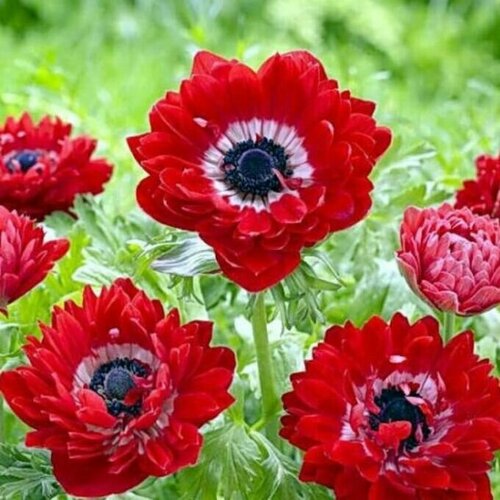 STA Луковица Анемона The Governor (x15)