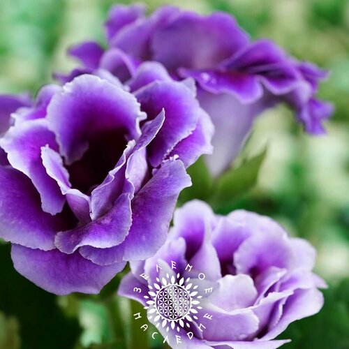 Семена Глоксиния Виолацея (лат. Gloxinia Violacea) 20 шт от Green Legacy