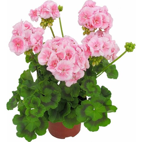 Растение Пеларгония зональная 35 см в ассортименте 599₽