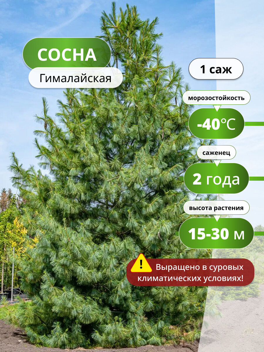 Сосна Гималайская (pinus wallichiana) / саженец сосны, многолетнее растение