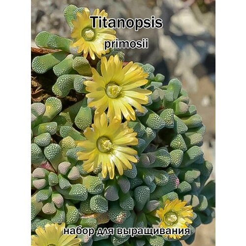 Суккулент Titanopsis primosii набор для выращивания (семена, грунт, горшочек, инструкция по посеву).