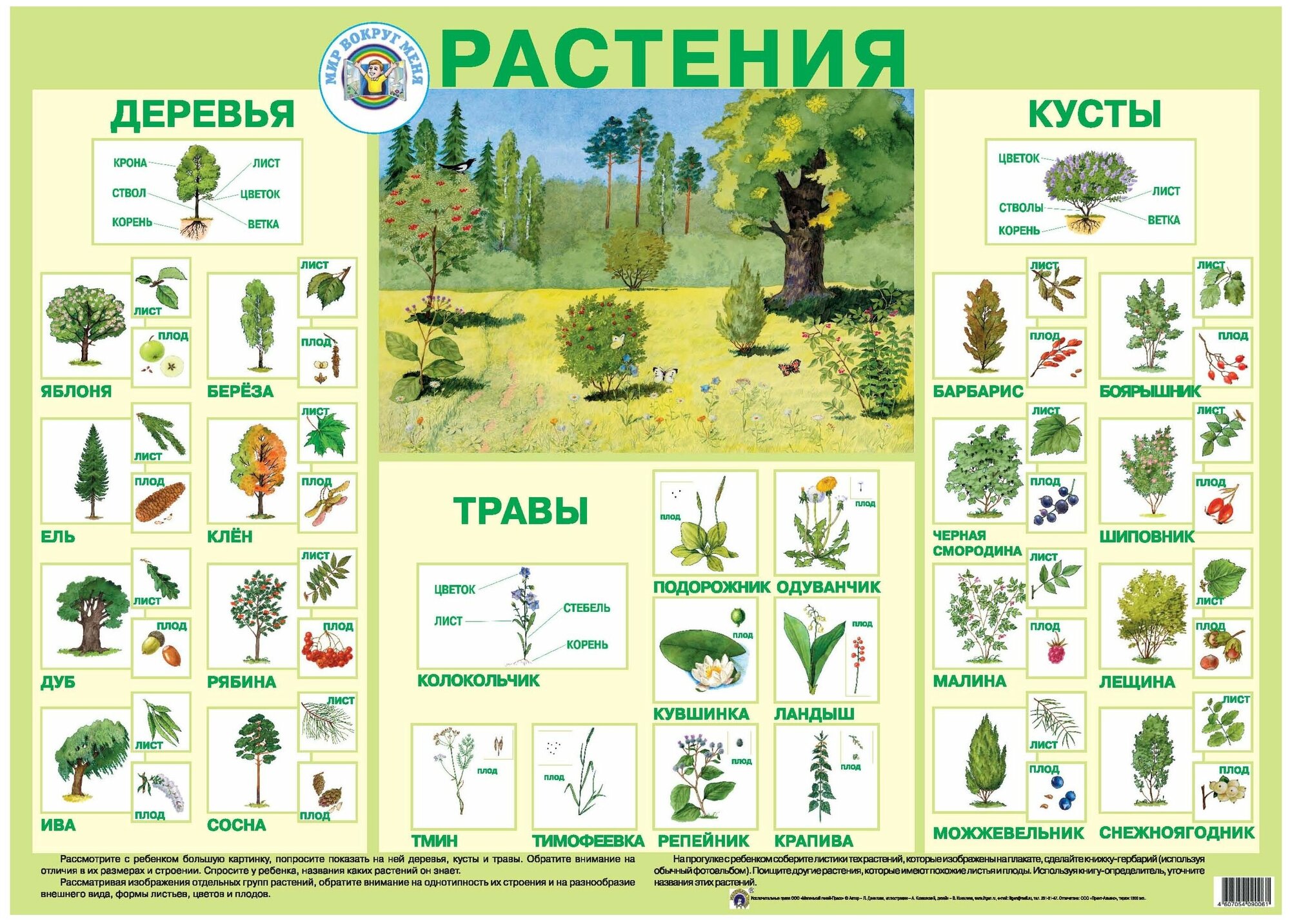 Плакат "Растения" (9006) Маленький гений