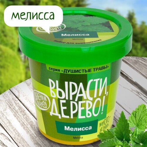 Набор для выращивания растений, Вырасти дерево! Мелисса - фото №7