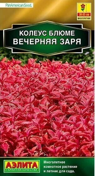 Семена цветов Колеус блюме Вечерняя заря (10 шт. семян)