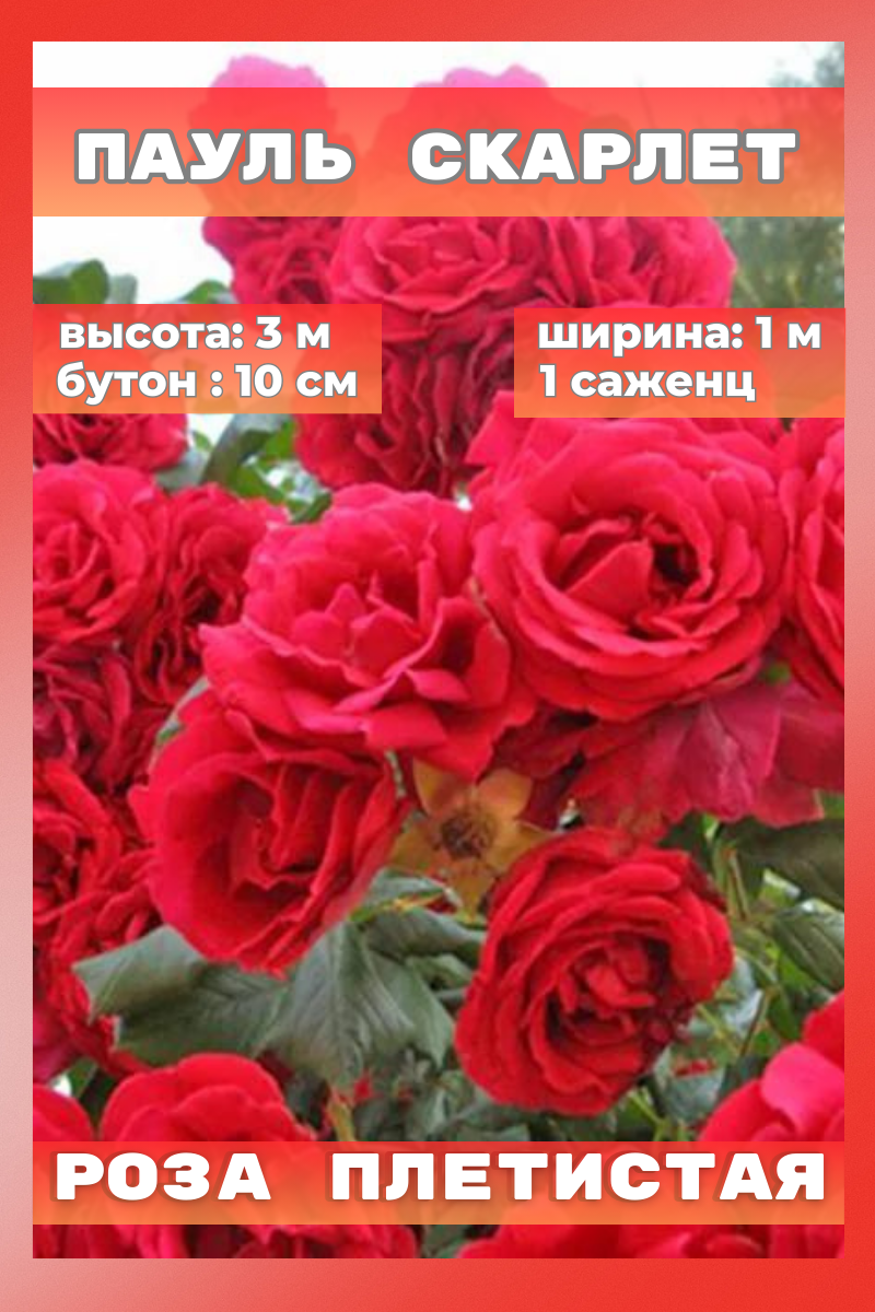 Роза Пауль Скарлет плетистая 1 шт.