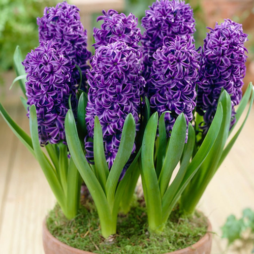 Луковицы Гиацинта Блю Перл 2 шт 367₽