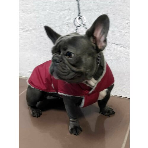 Попона для мопса, бульдога зимняя одежда для собак на меху 42 см