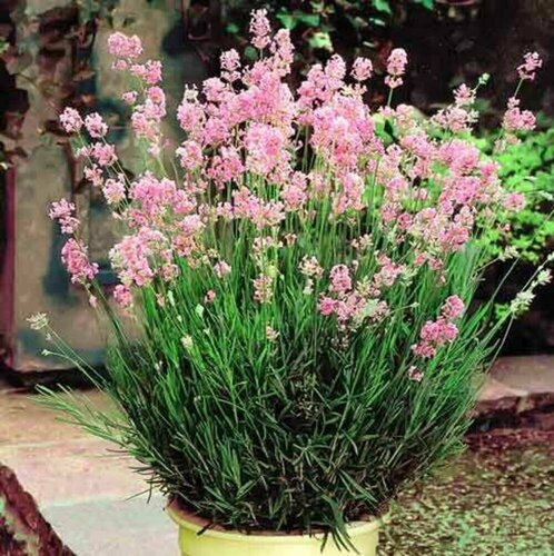 Лаванда узколистная Элеганс Пинк - Lavandula angustifolia Ellagance ...