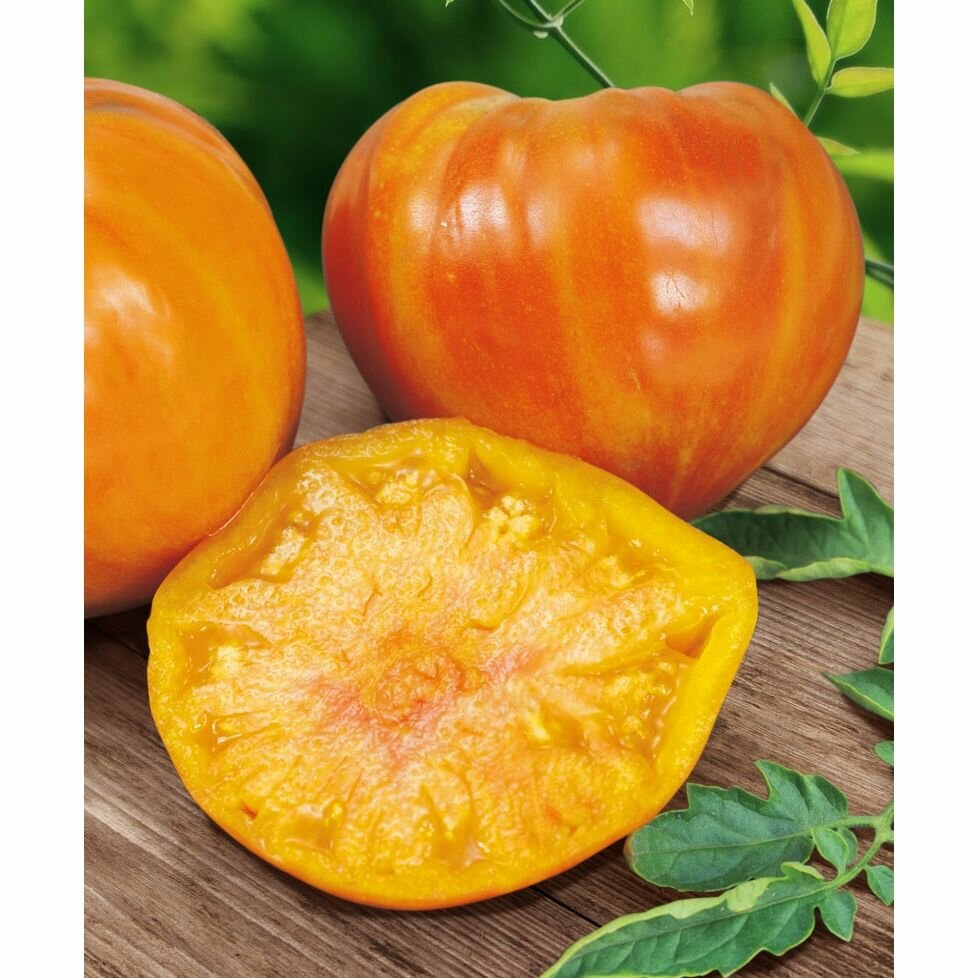 Семена томата Сады России Сладкий янтарь  крупноплодный  оранжевый  индетерминантный  10 шт