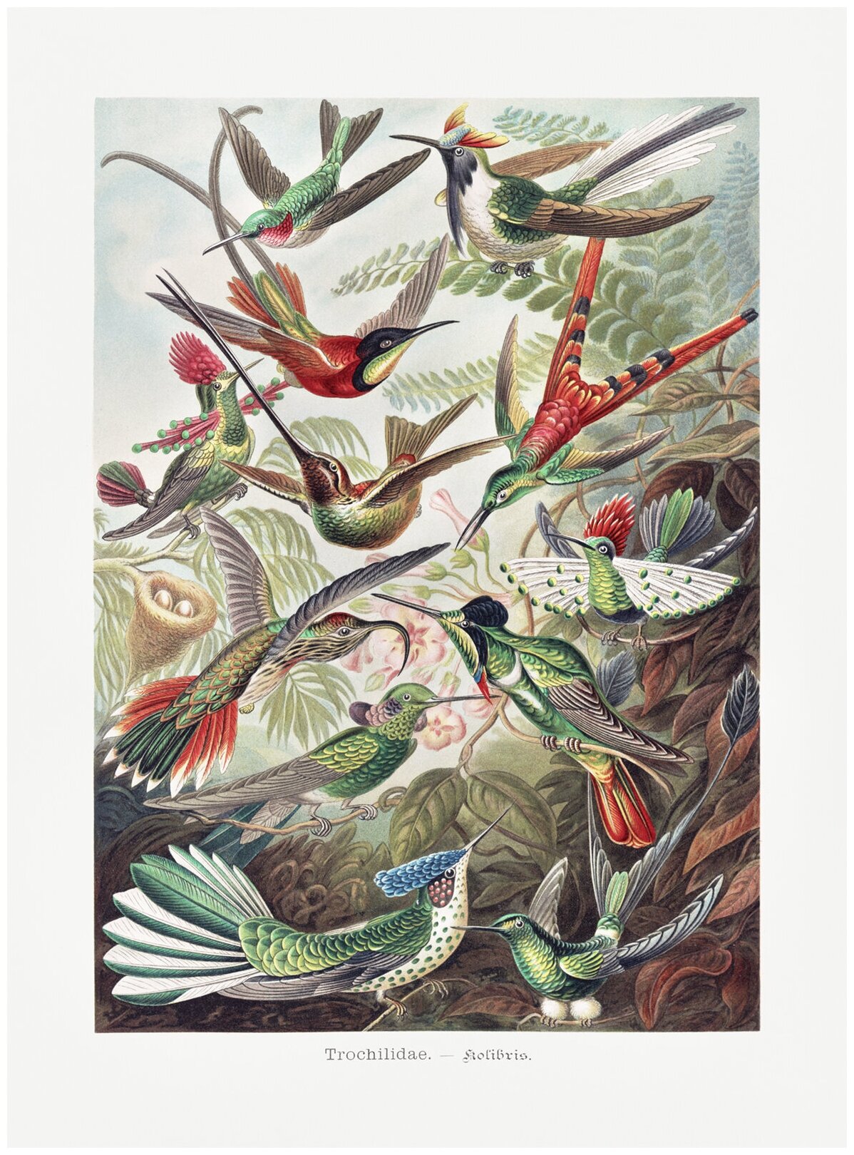 Постер / Плакат / Картина на холсте - Райские птицы 50x70 в подарочном тубусе
