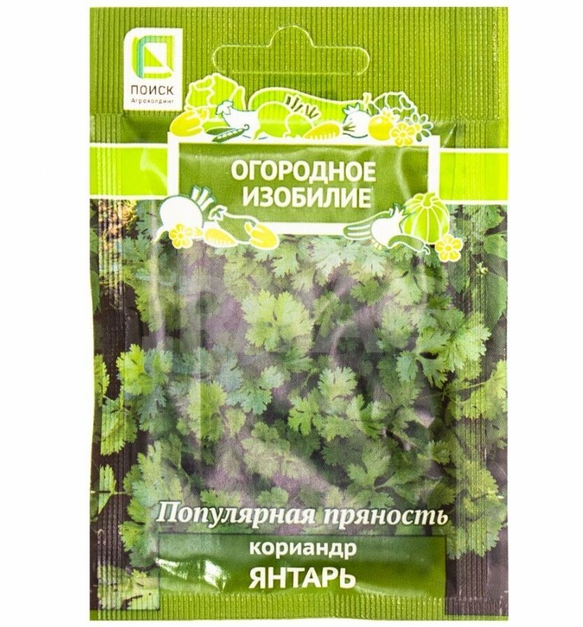 Кориандр Янтарь ПОИСК - фото №2