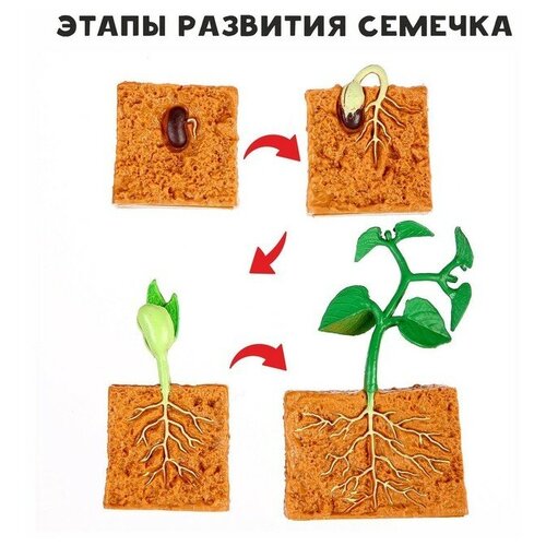 MARU Обучающий набор «Этапы развития семечка» 4 фигурки