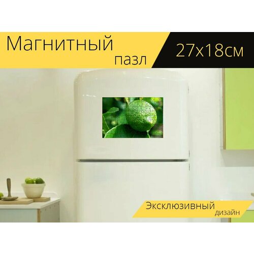 Магнитный пазл Зелёный лимон, фрукты, лимон на холодильник 27 x 18 см.