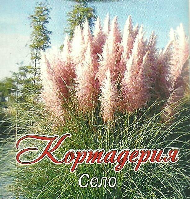Семена помпасной травы Кортаделия Село