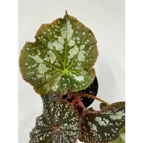 Бегония Звездные врата - Лист