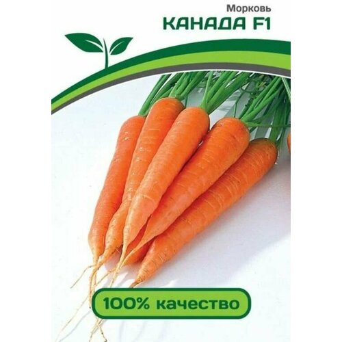 Коллекционные семена моркови Канада F1