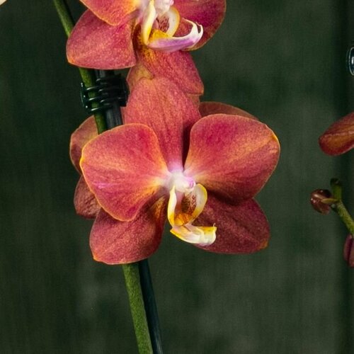 Орхидея Фаленопсис Сара 2 ст