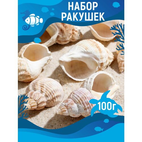 Набор ракушек Horse conch, 100 г happykiss 01 2cm 50pcs lot natural conch shells mini conch corn screw wall decoration diy aquarium landscape white seashells
