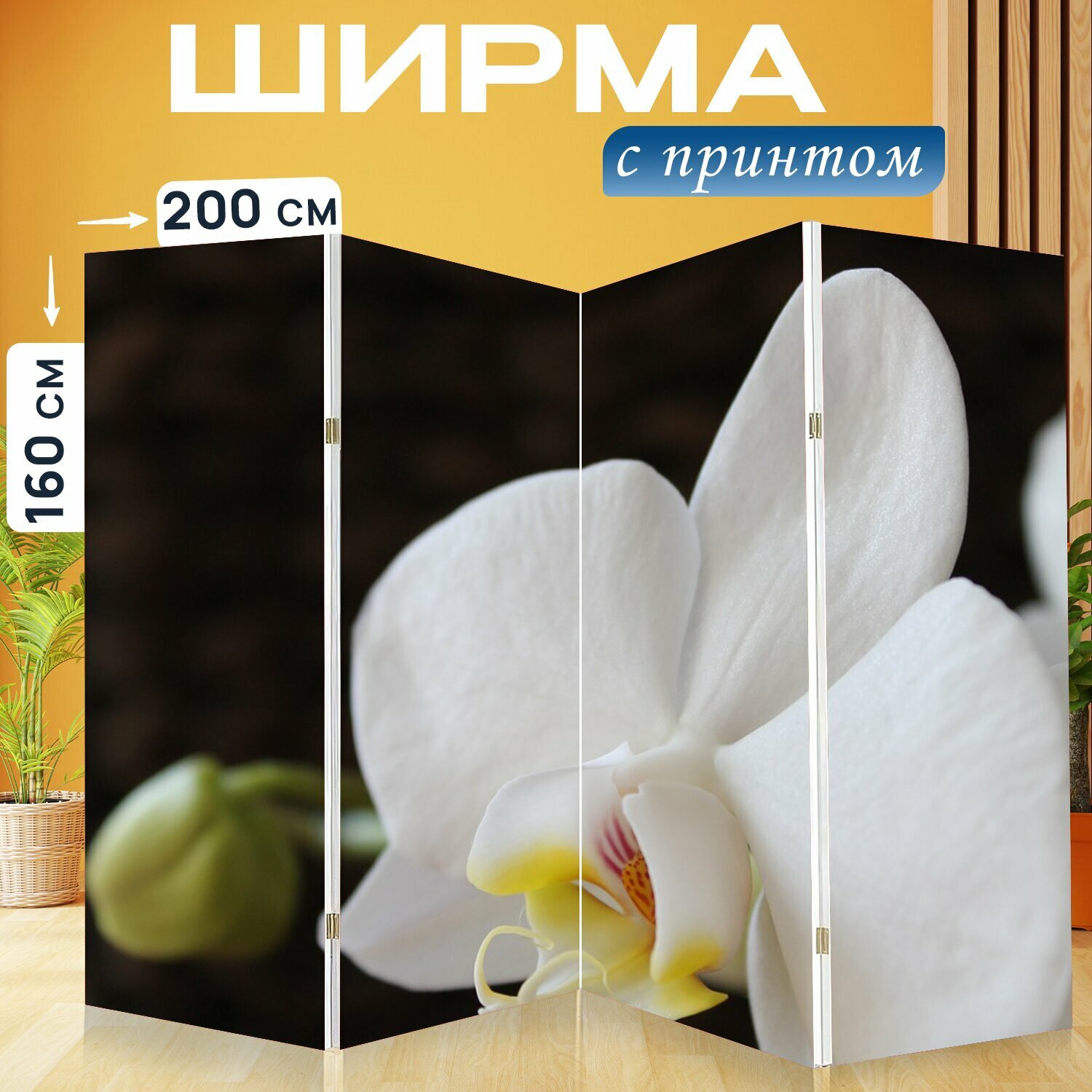 Ширма "Орхидея, цветок, белая орхидея" раскладная перегородка для зонирования с принтом на холсте