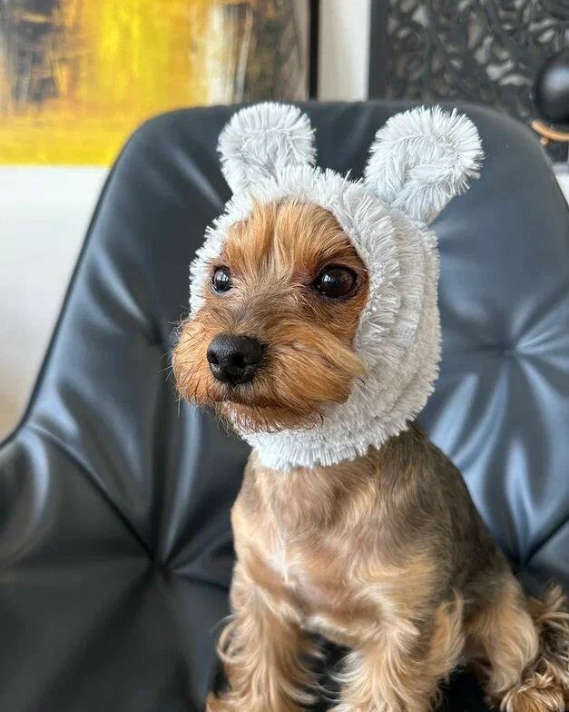 Шапка для собак мелких пород Гамми — фото 1