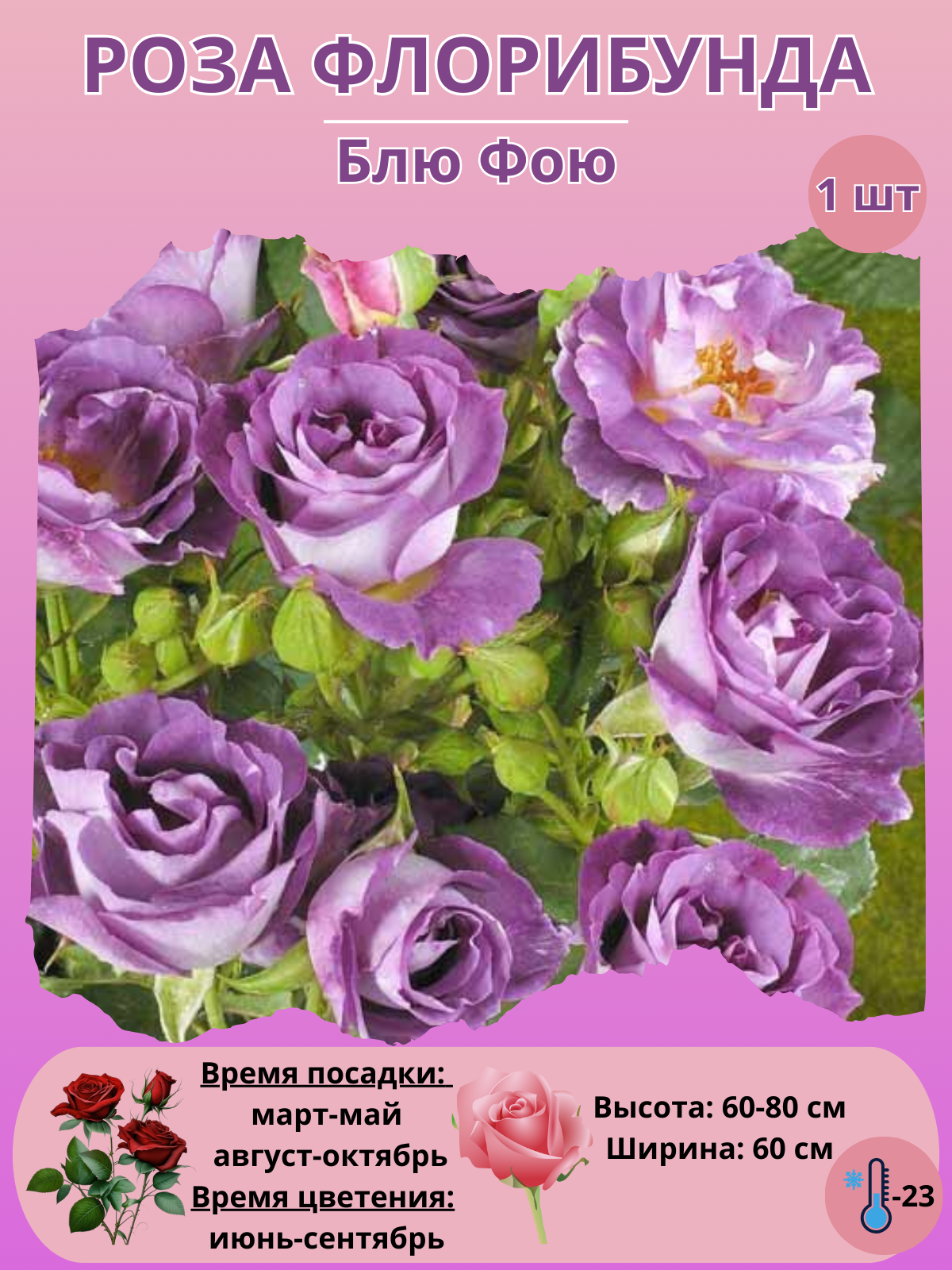 Роза Флорибунда Блю Фою, многолетние цветы для сада