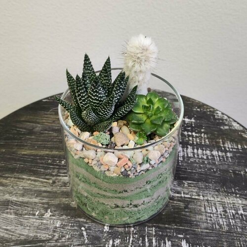 Флорариум в стеклянном горшке из суккулентов микс, 13 см