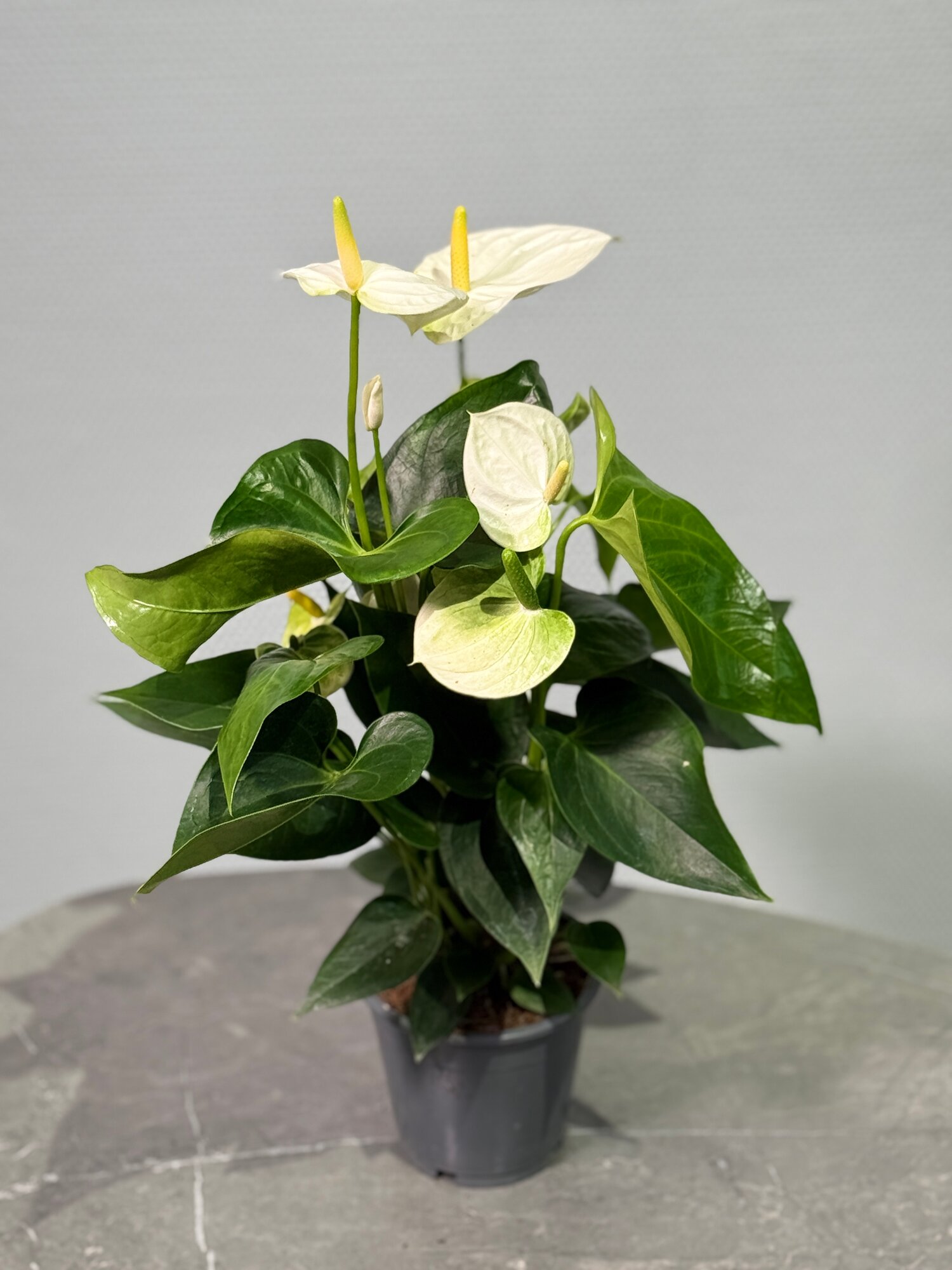 Антуриум Андрэ белый живое растение в горшке “БукетнаяGreen” Anthurium andraeanum White комнатное растение.