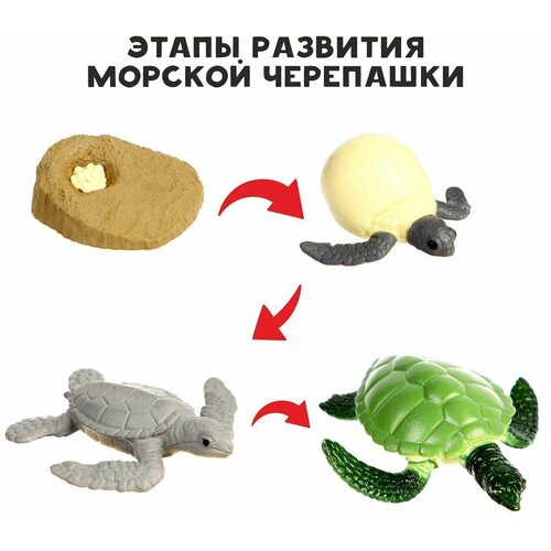 Обучающий набор Этапы развития морской черепашки, 4 фигурки