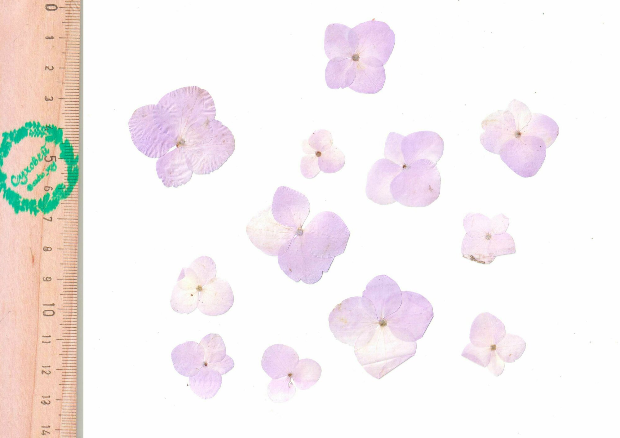 Плоские сухоцветы - Лиловая гортензия для заливки смолой и рукоделия, 10 шт