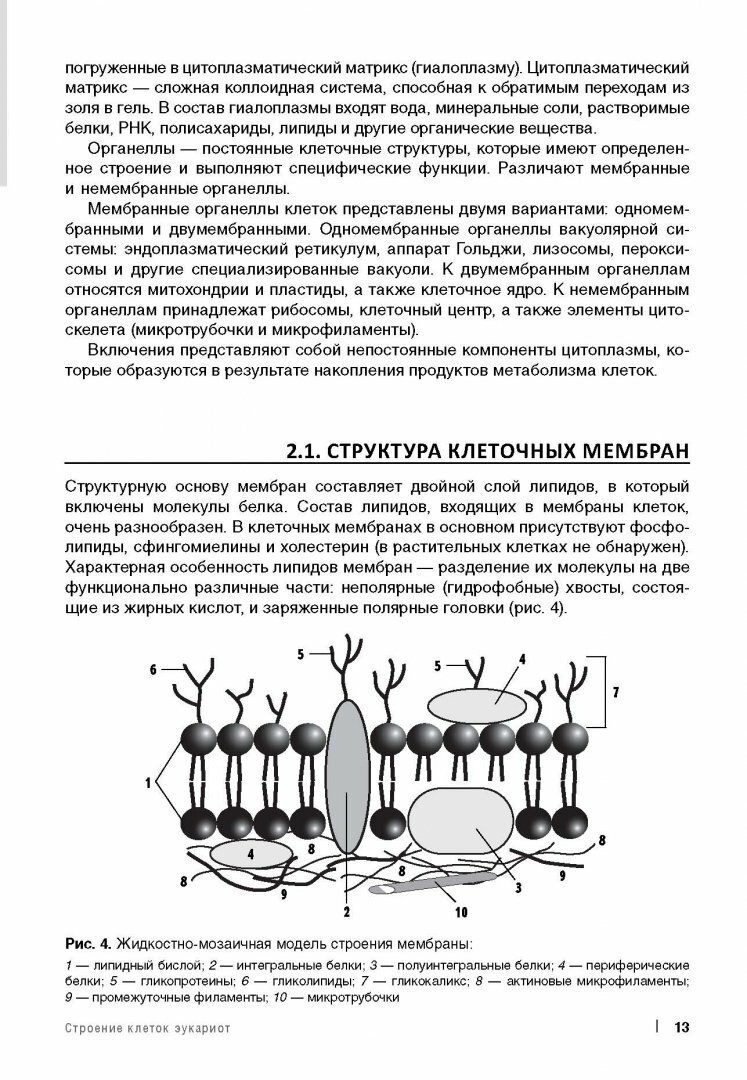 Медицинская паразитология (Мяндина Галина Ивановна, Тарасенко Екатерина Владимировна (художник)) - фото №10